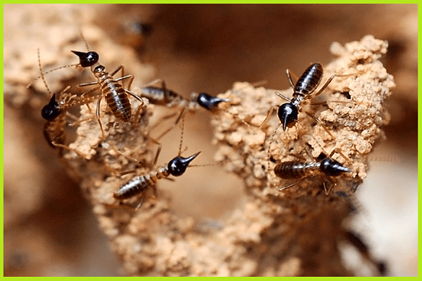 Termite Control Experts Braddon