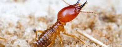 Termite Control Removal Braddon 
