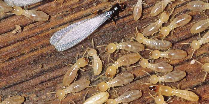 Best Termite Treatment To Eradicate The Unwanted Guests From Your Space