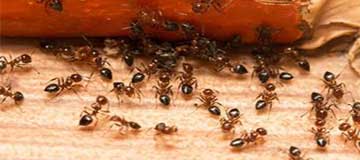 Ants Control Braddon